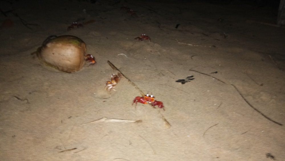 Crab