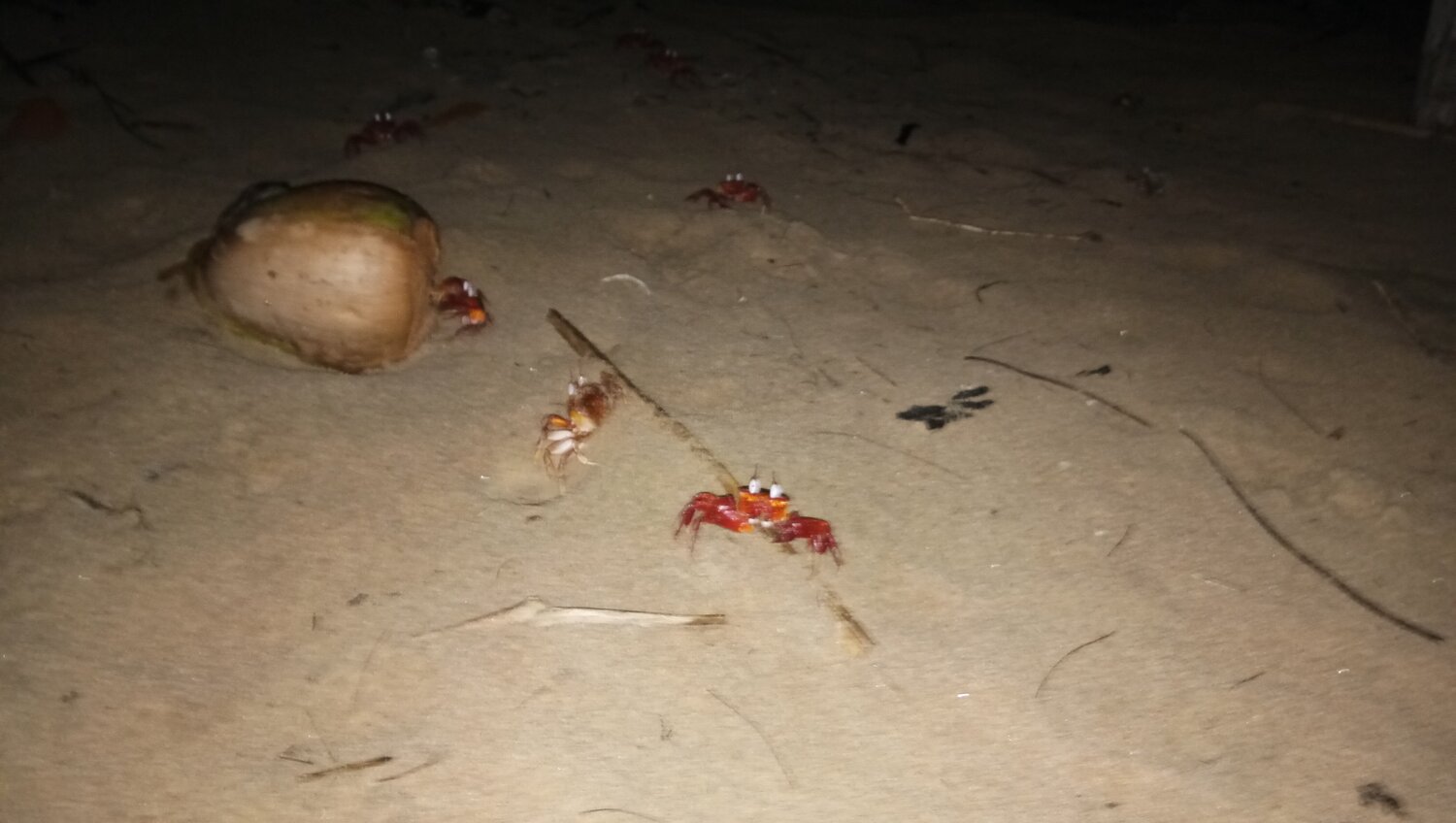 Crab