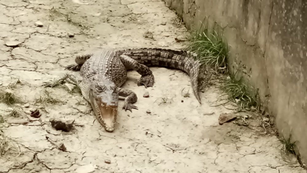 Crocodile