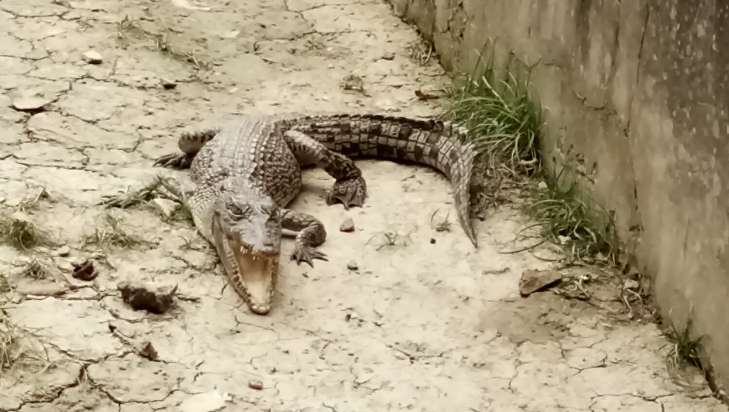Crocodile