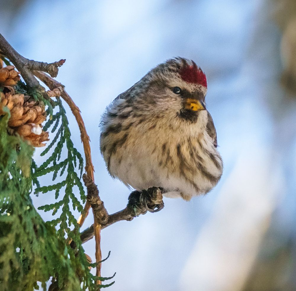 Этюд с королевским вьюрком