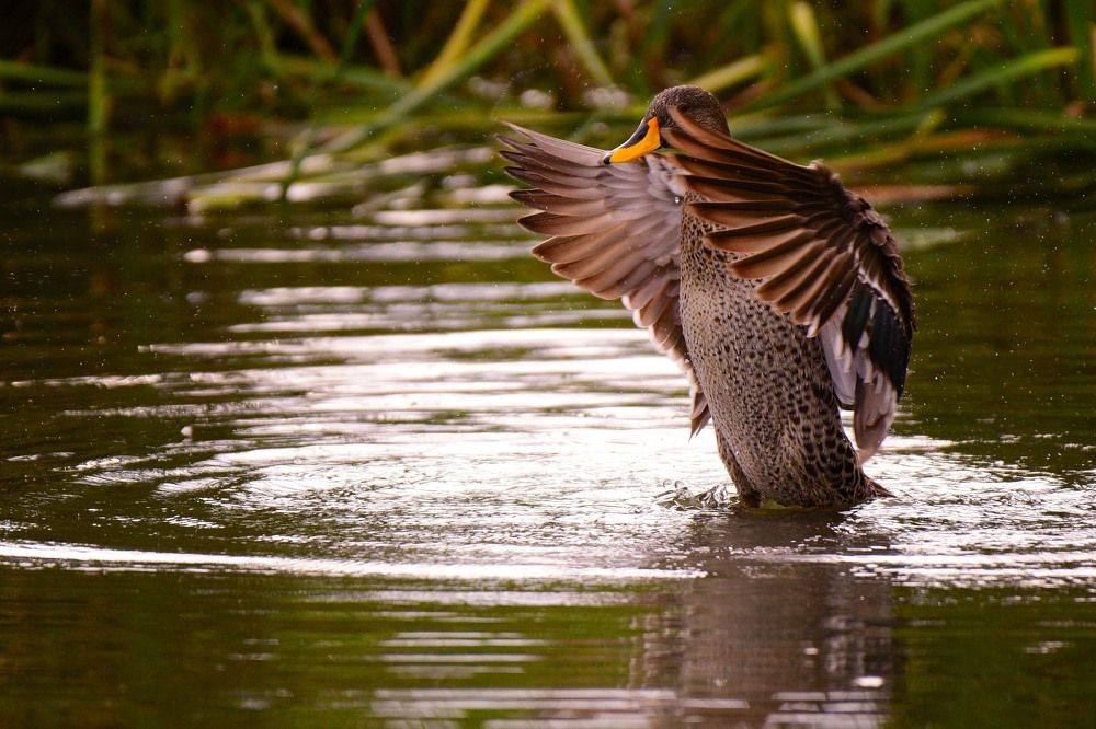 Standing ovation - Yellow bill duck