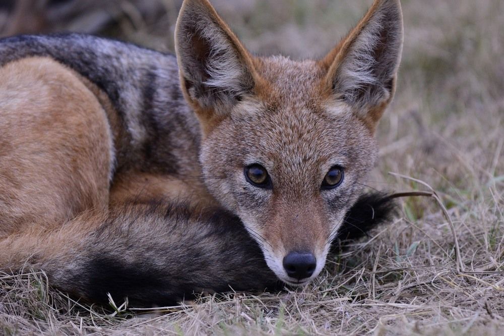 Silver back Jackal stare