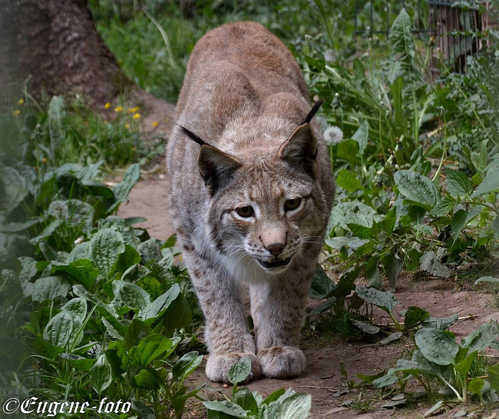 lynx