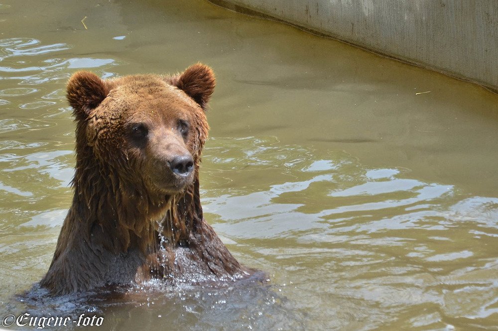 washing bear