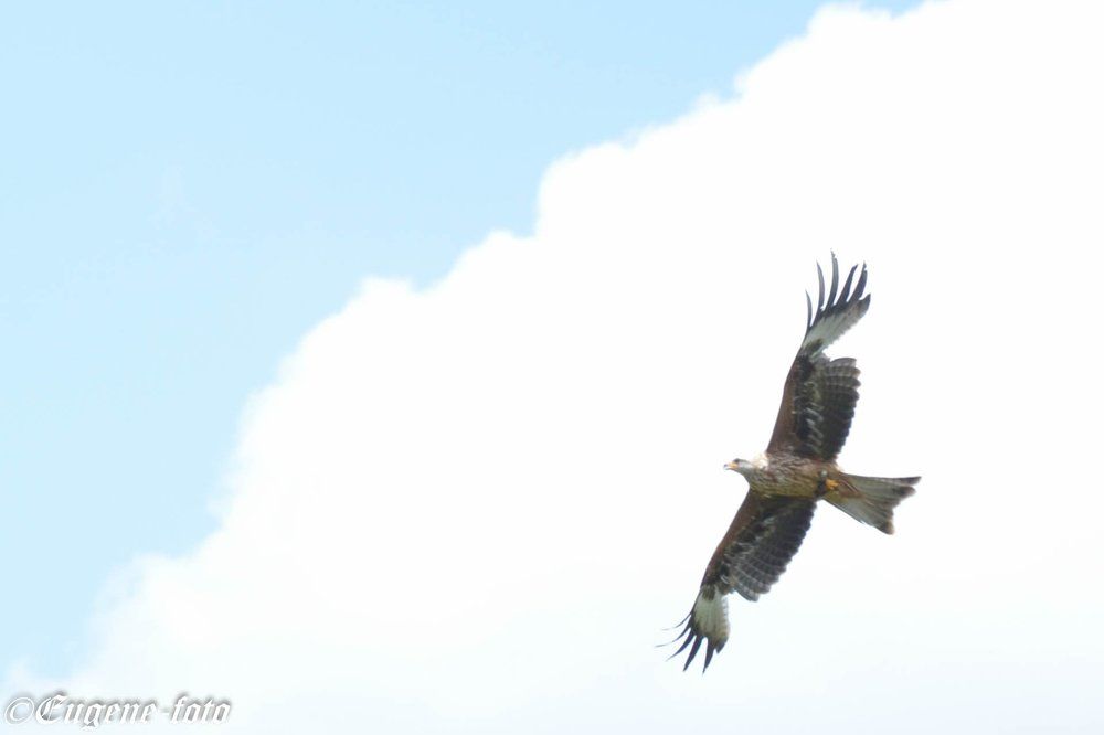 adler