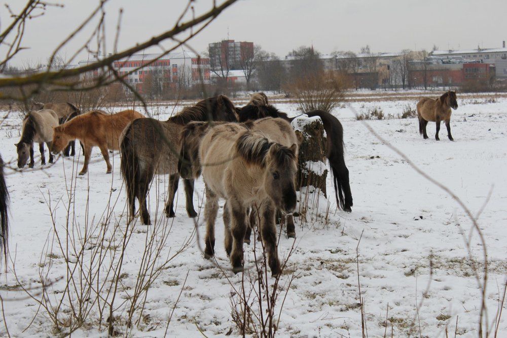 Рядом с центром города Елгава пасутся дикие лошади…