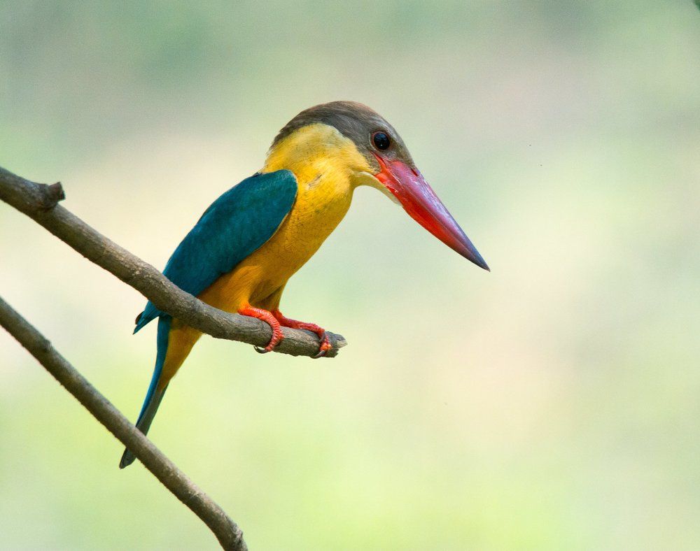 Stork billed Kingfisher