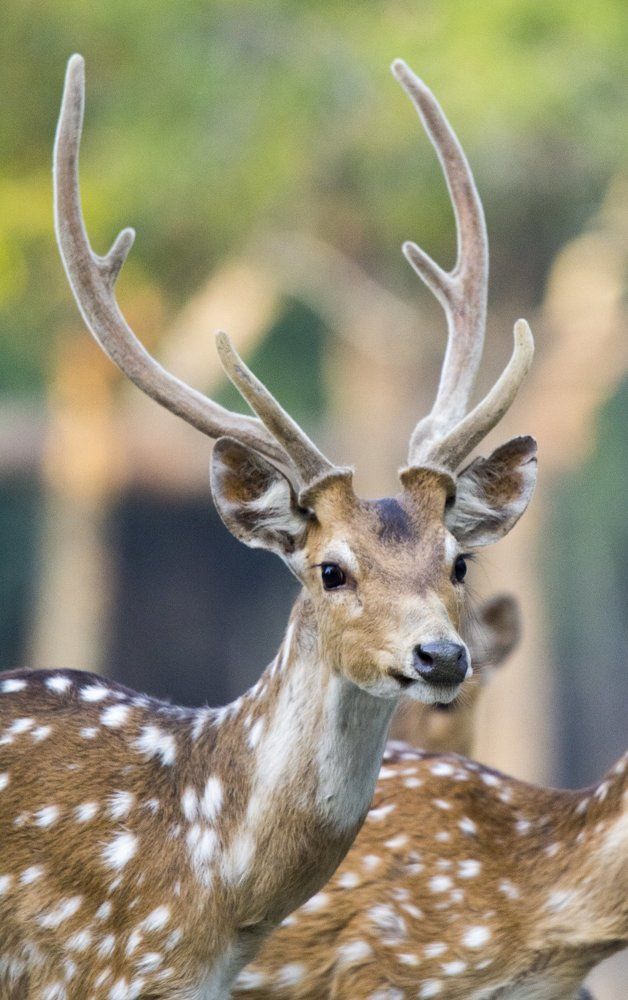 Spotted Deer Portrait