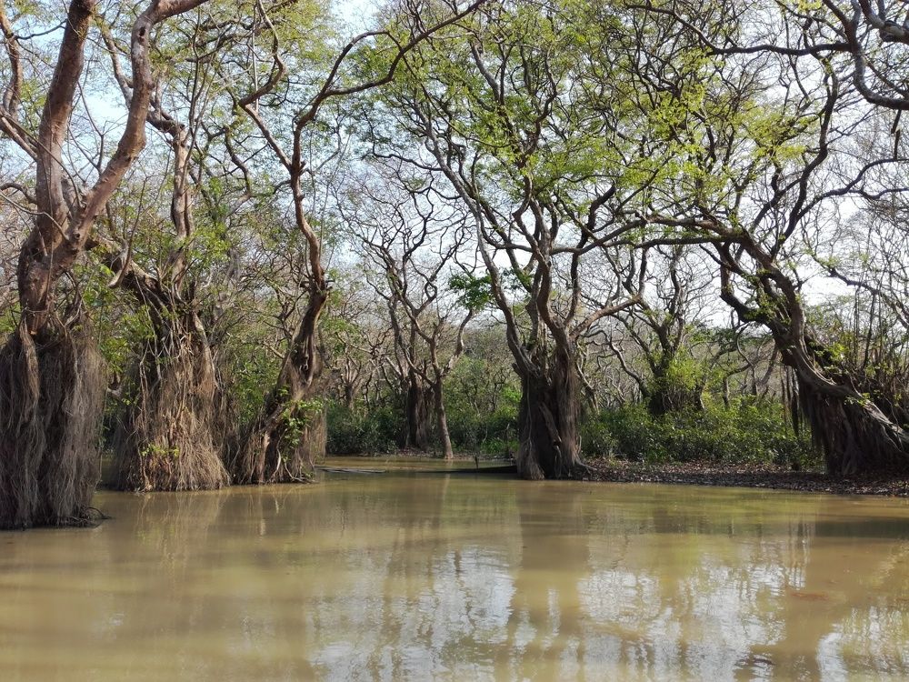 Nature in a Swamp forest