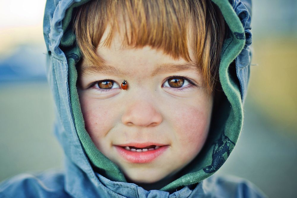 Божья коровка