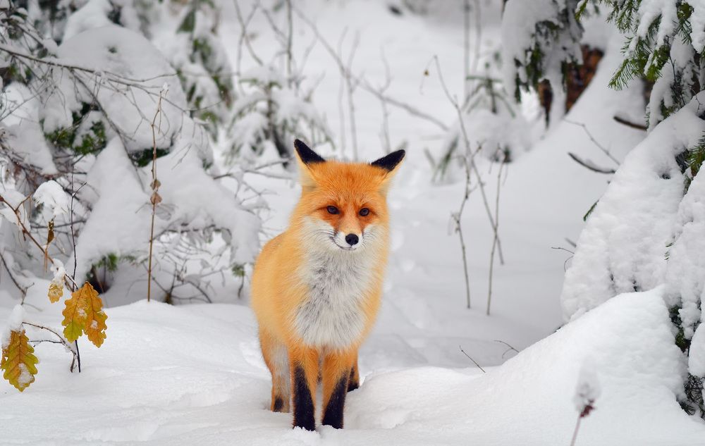 Лисичка позёрка :)