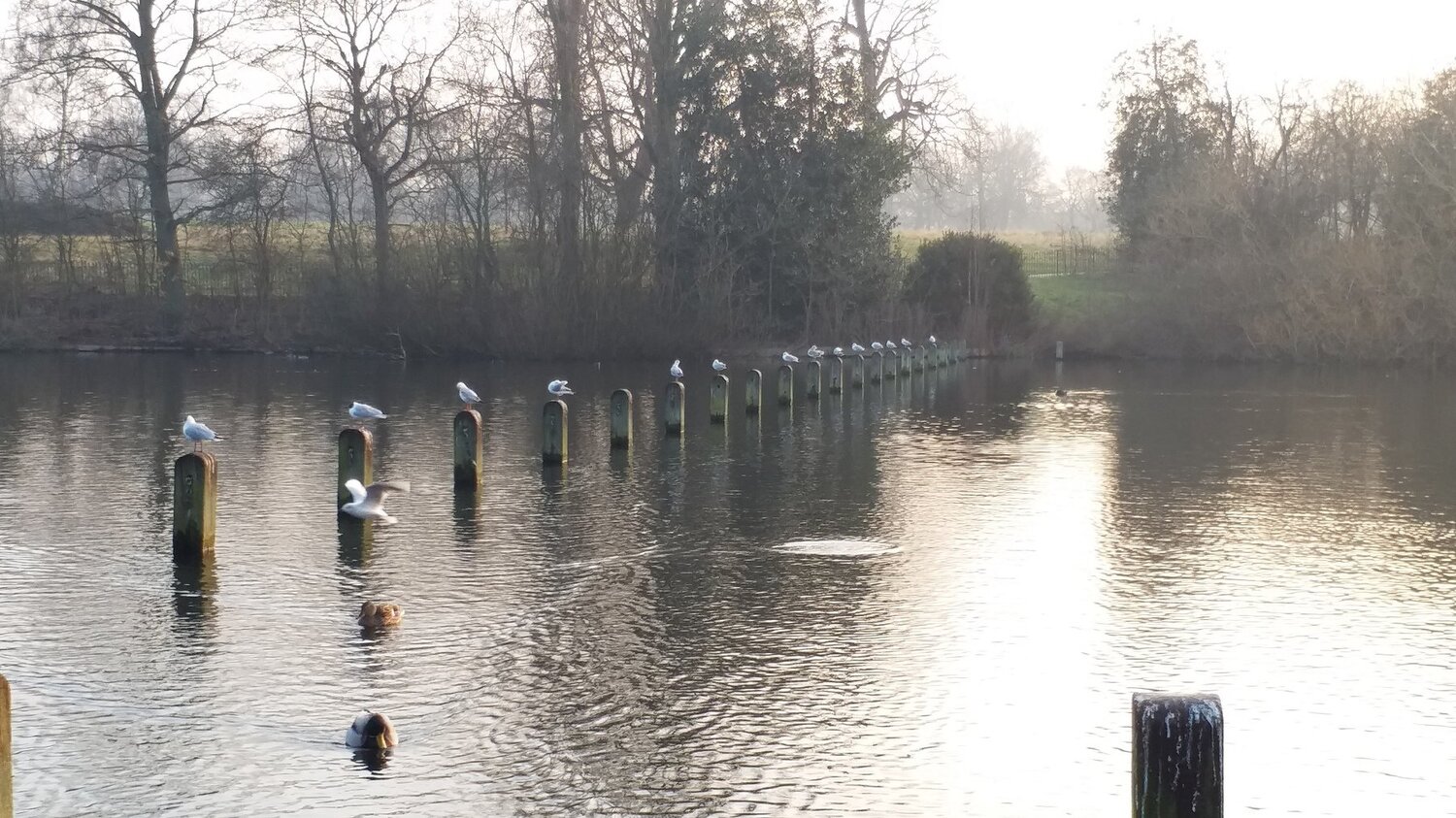 Ducks of Hayden park 2
