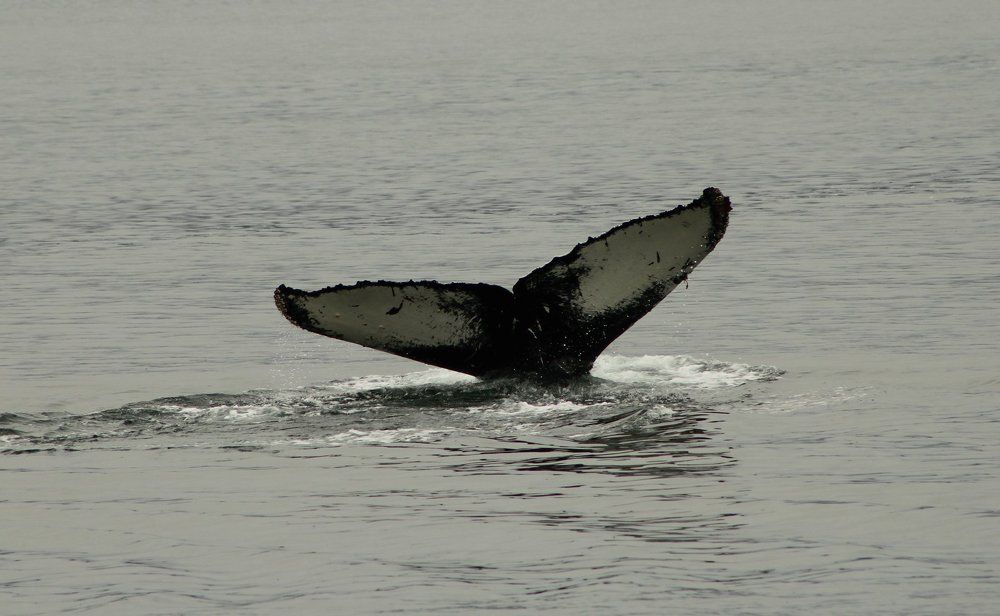 Ballena Jorobada