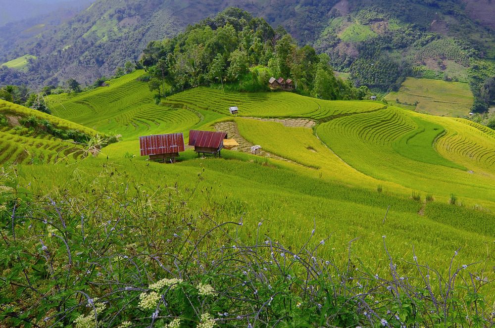 Paddy field dependent on rain for irrigation.
