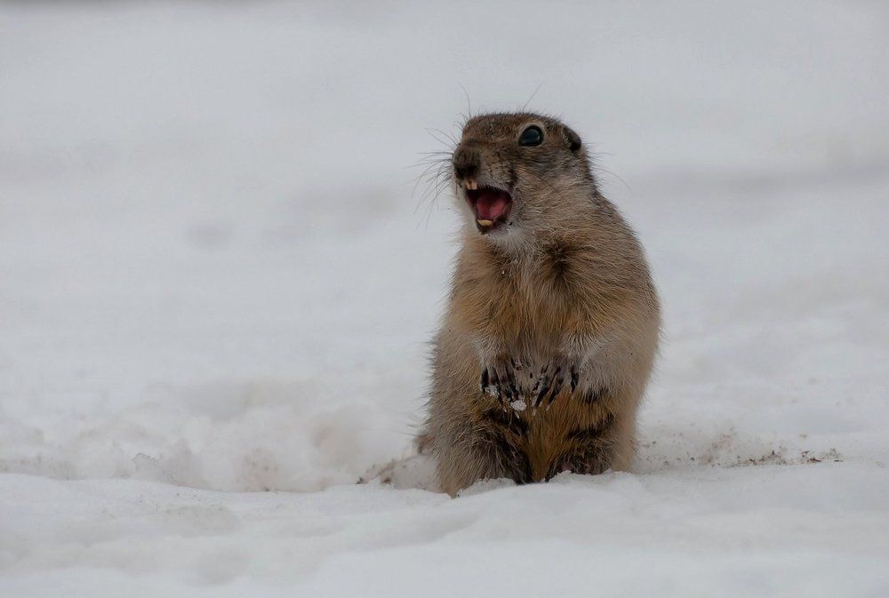 Опять зима?!