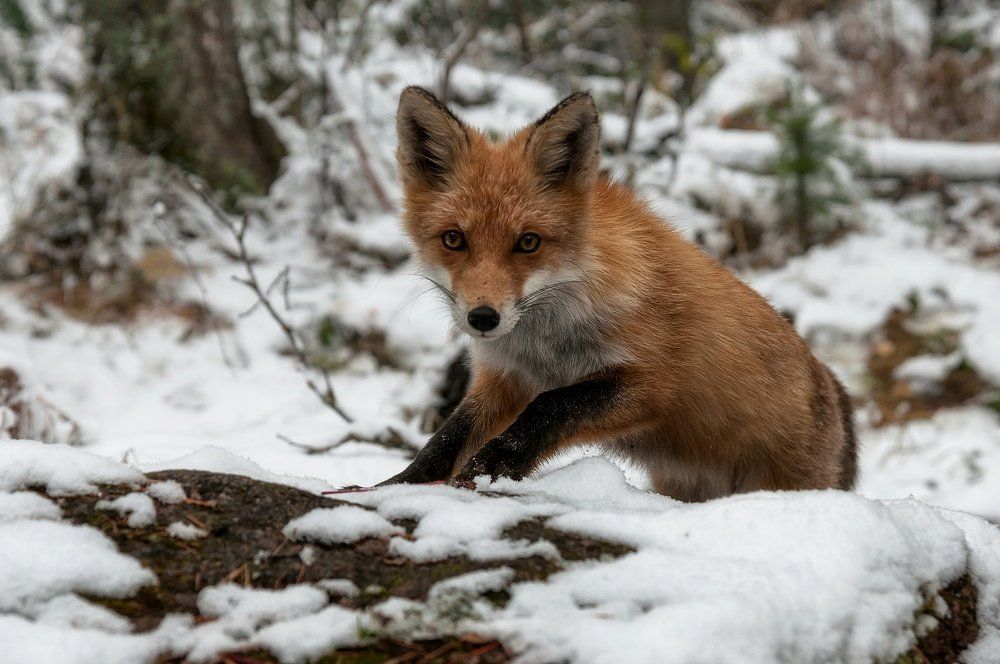 Рыжая красавица.