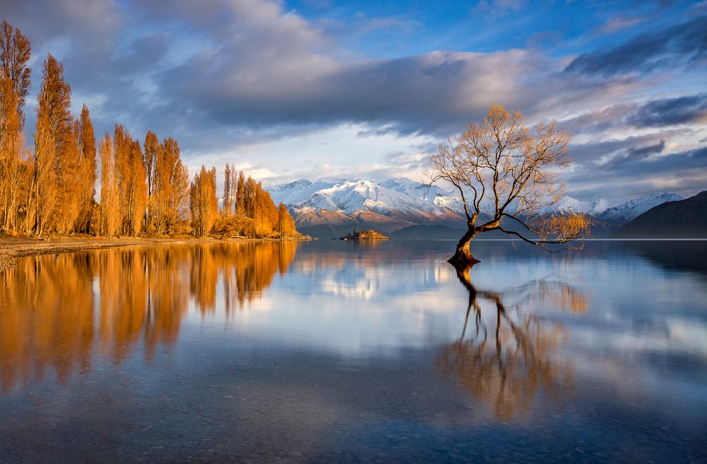 Lone Wanaka Tree