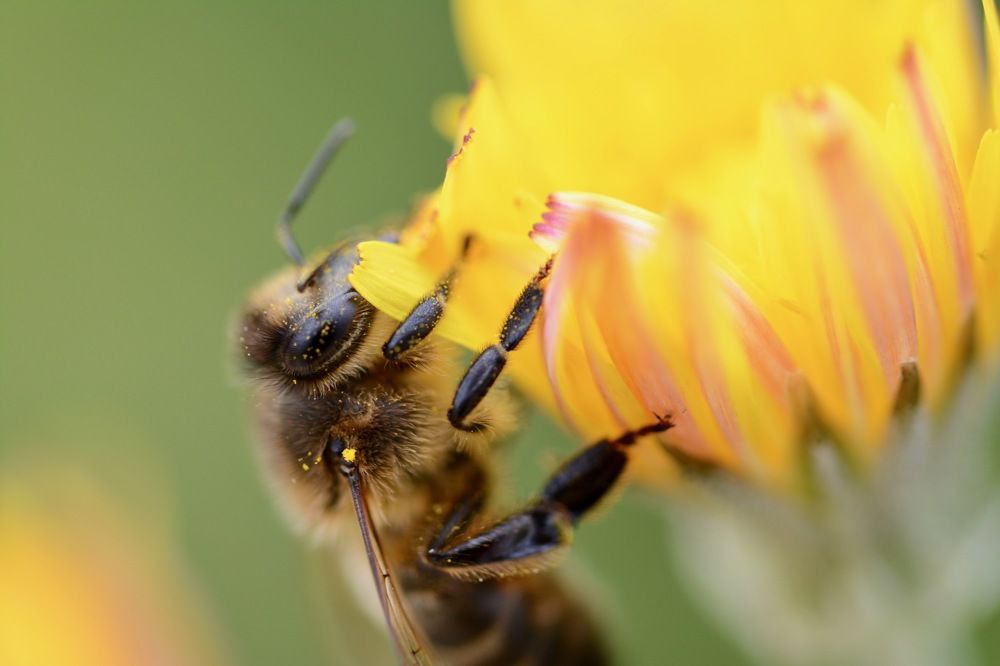 Bee