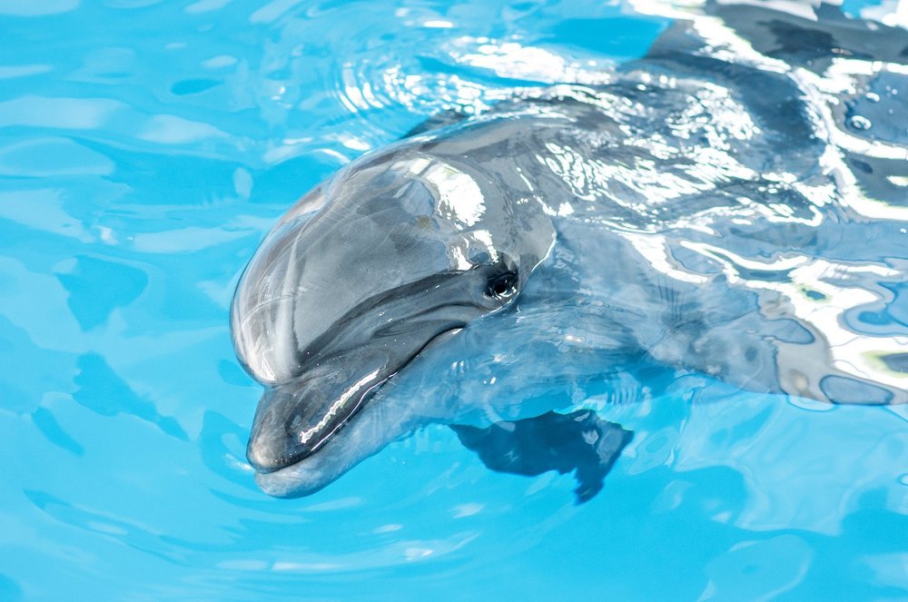 Улыбающийся дельфин