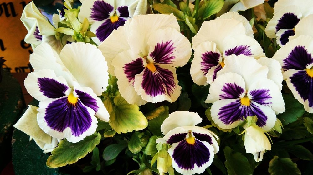 Pansy flowers