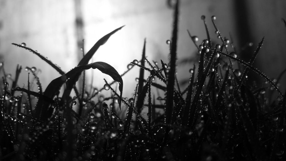 Dew drops