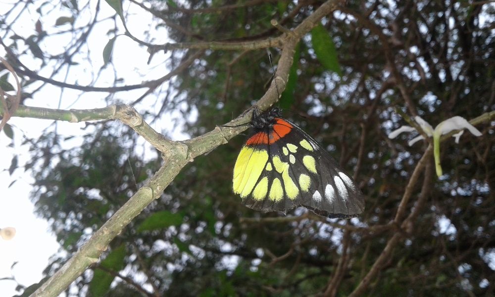 Colors in Wild