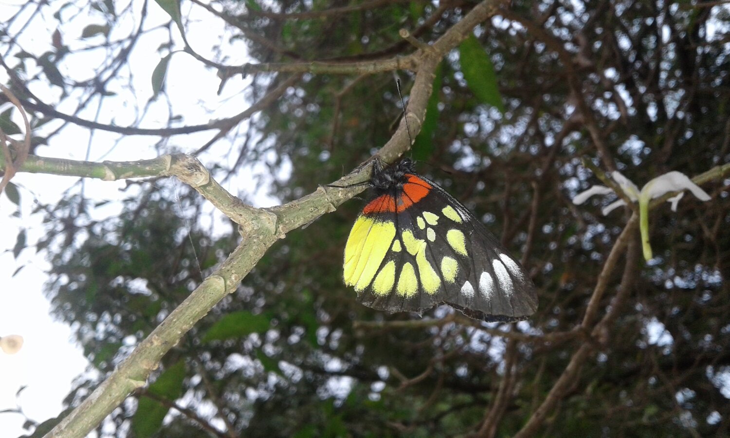 Colors in Wild