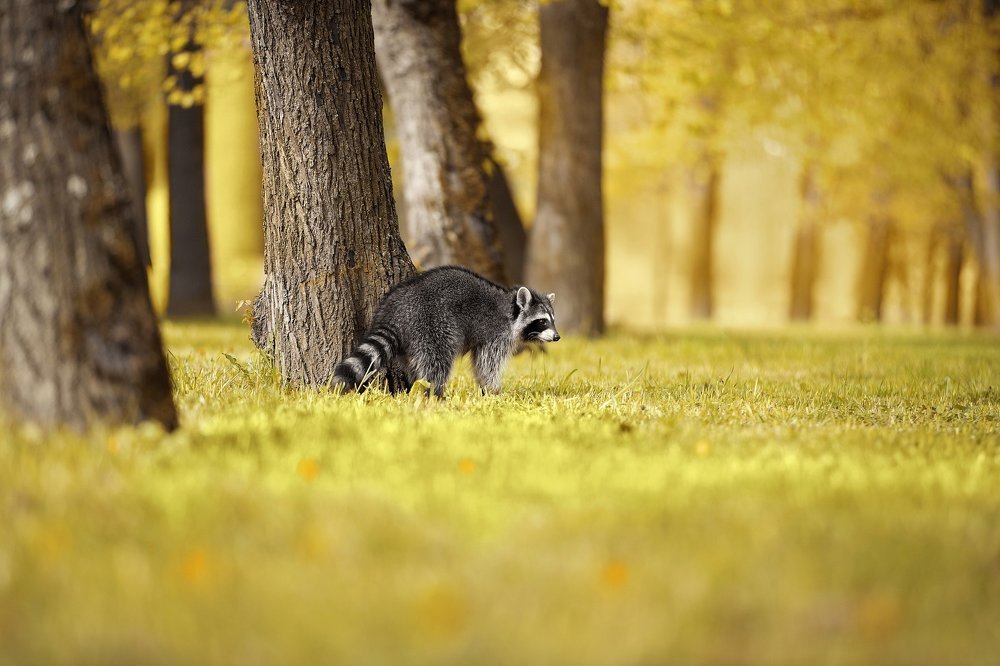 Ранним утром...