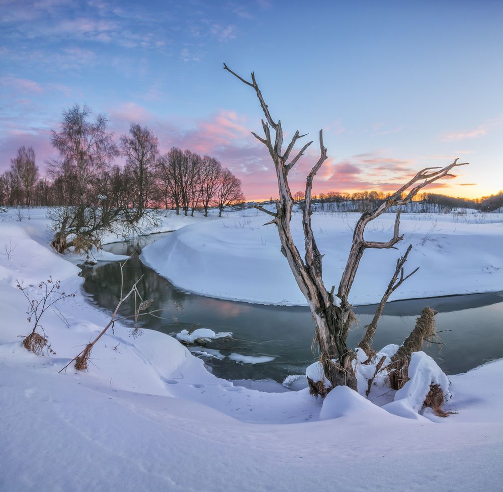Сухое дерево на берегу реки