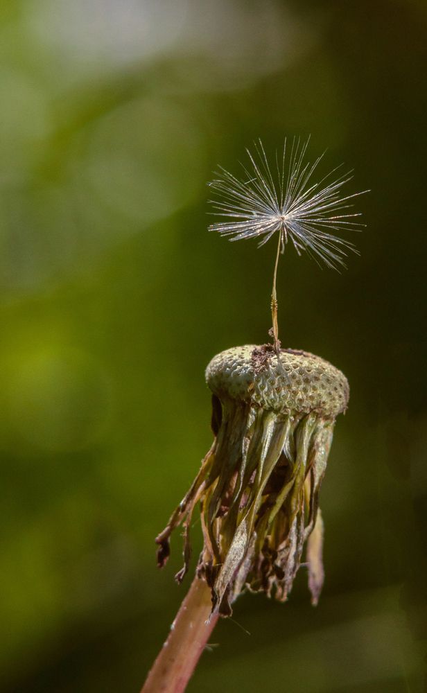 Крепкий орешек