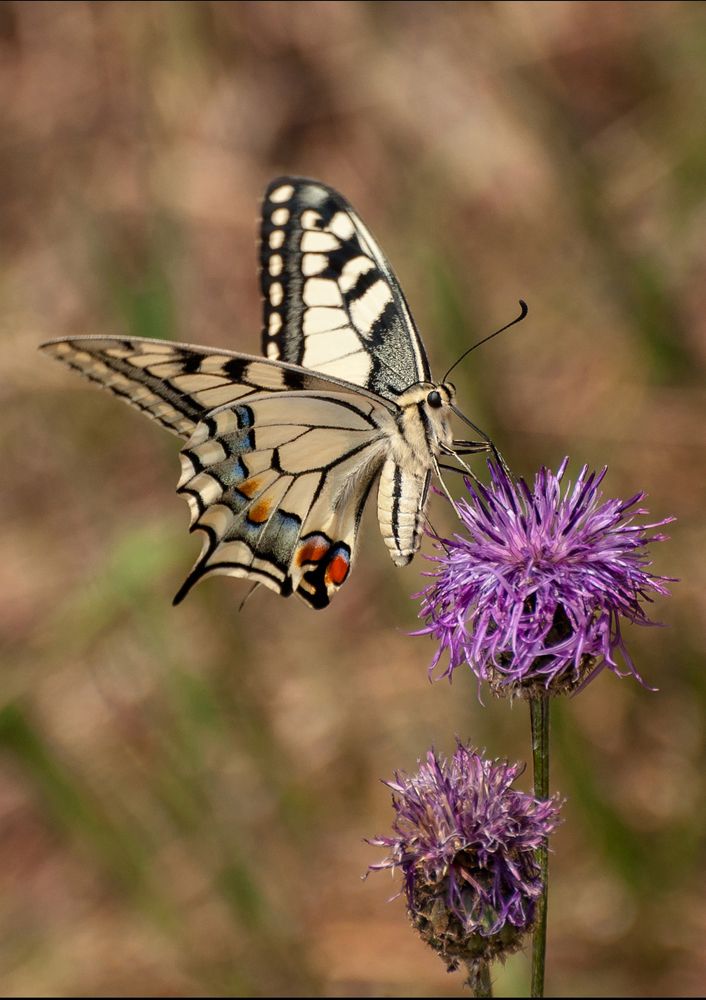 Papilio machaon