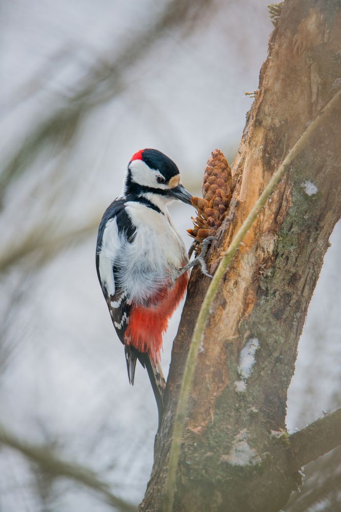 Woodpecker with spruce cone.