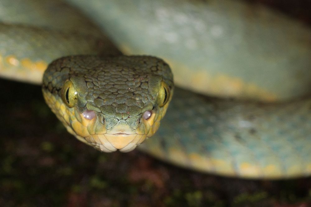 Eye to eye with the predator