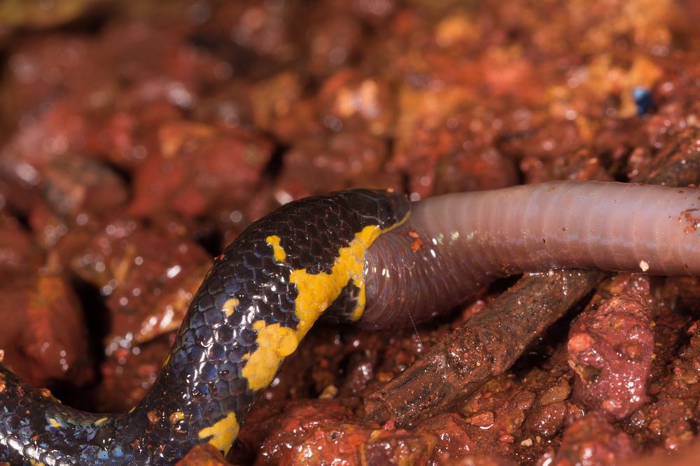 Biting off more than you can swallow