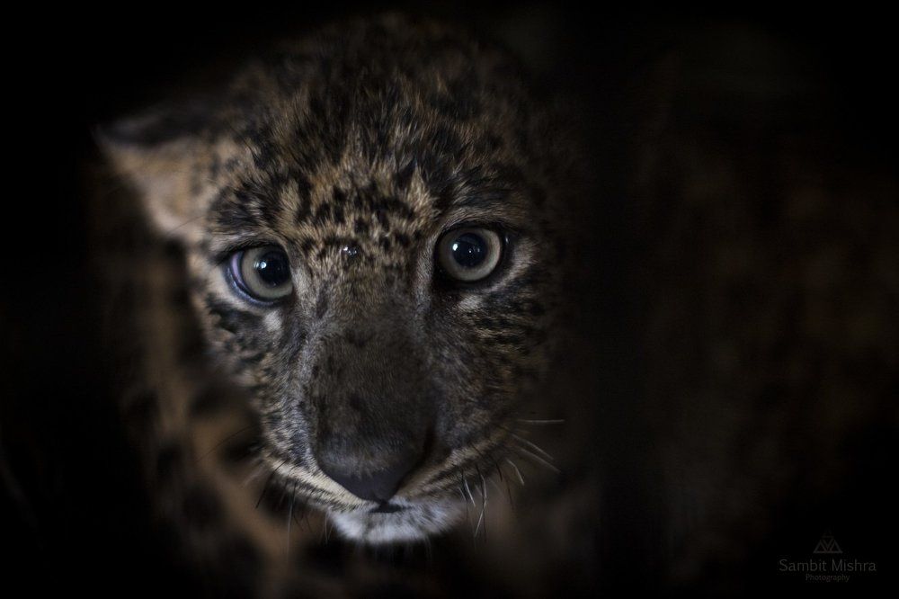 I am the future predator