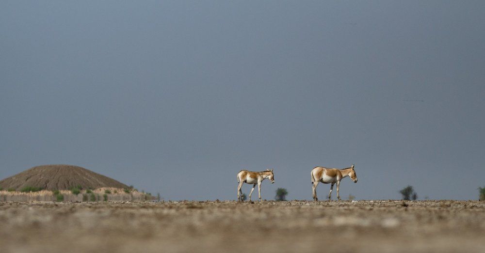 Dry land of wild ass