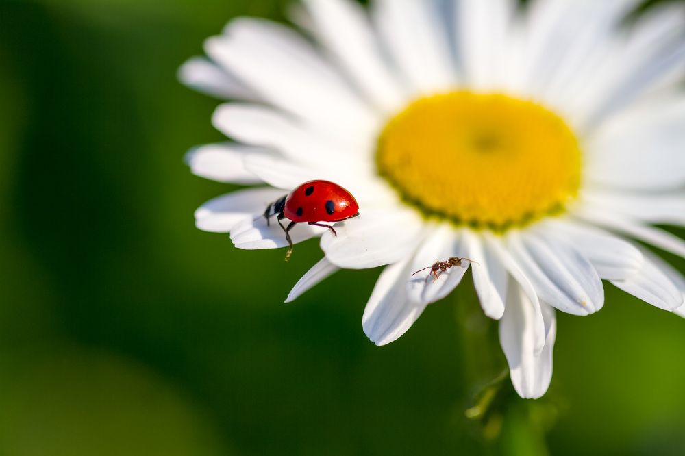 Жизнь на одной ромашке
