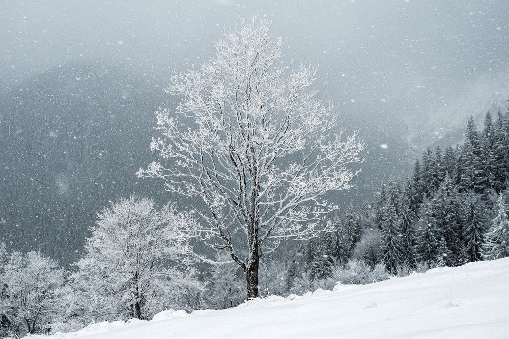 Winter tree