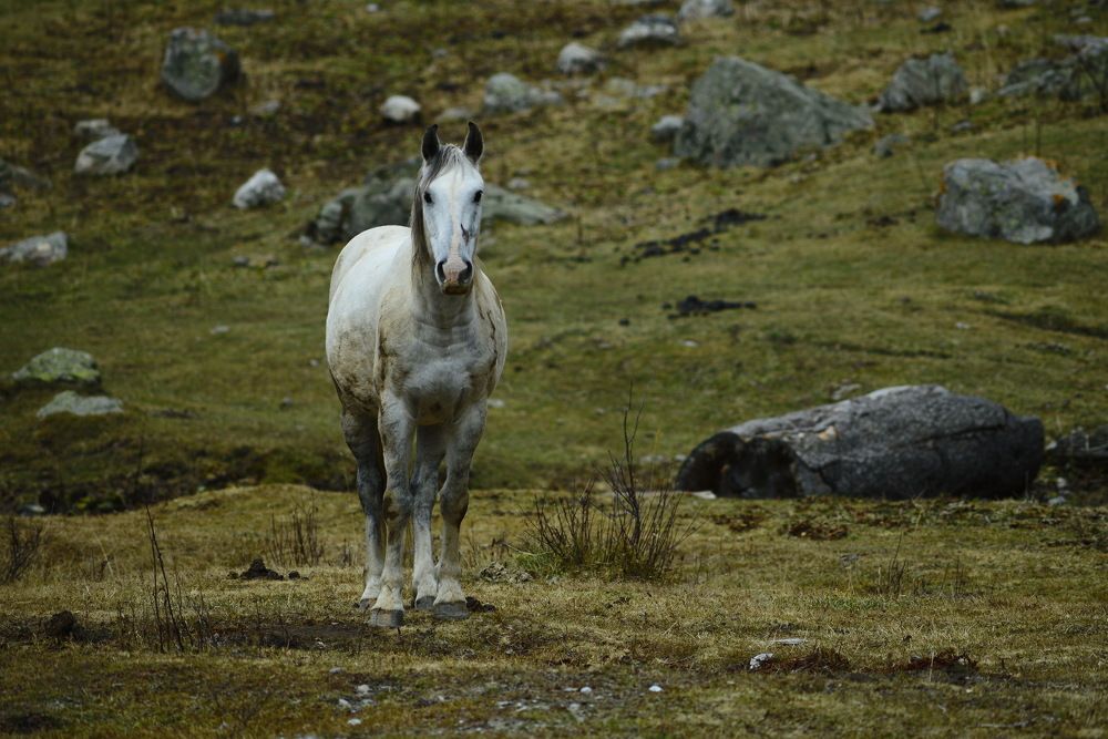 Фотография автора Медведев Сергей
