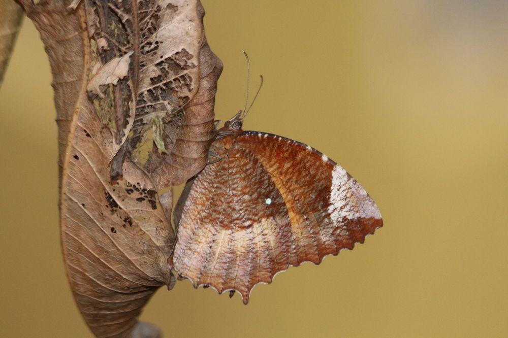 ID: Common Palmfly Female Butterfly