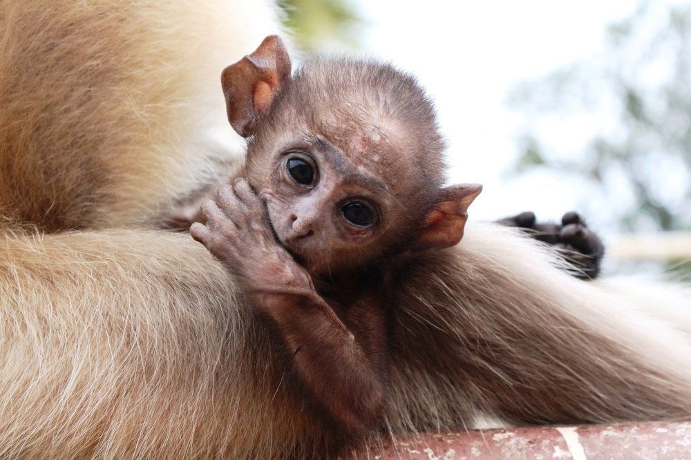 ID: An Infant with Beautiful Eyes