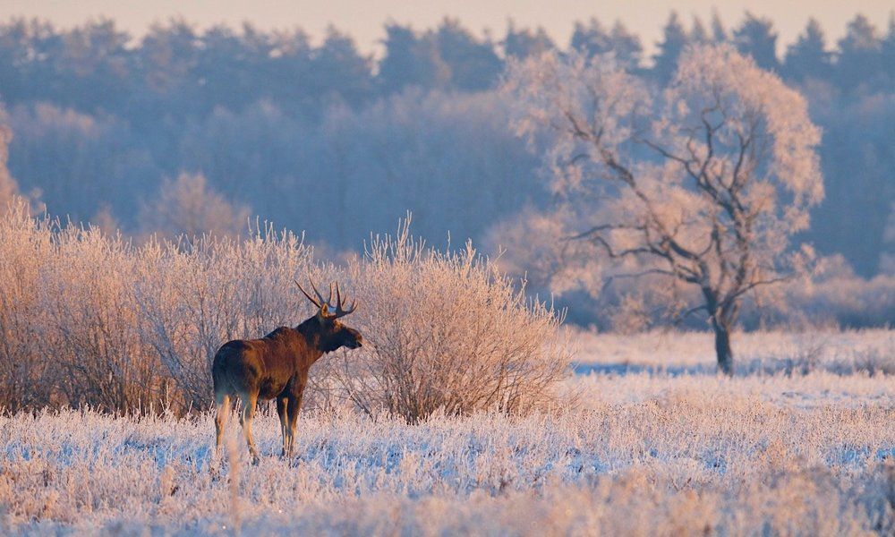 первый снег