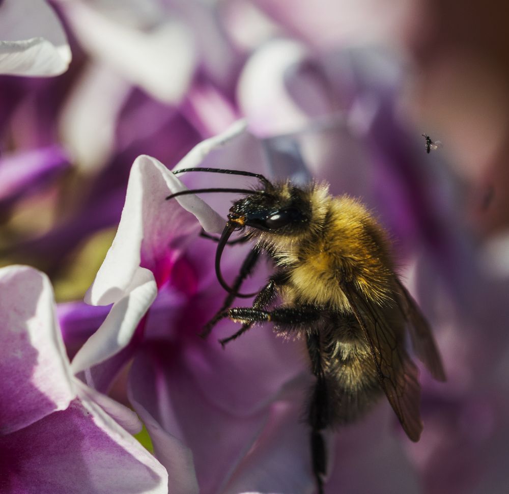 Шмель со своим дроном