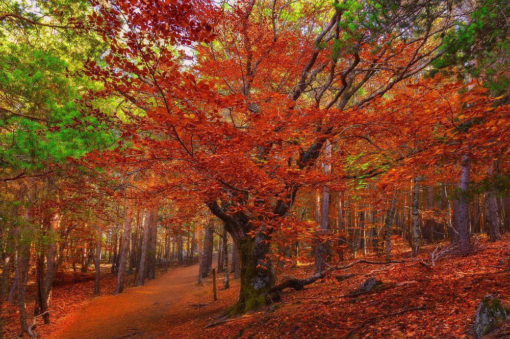 Hayedo Tejera Negra, Guadalajara (España)