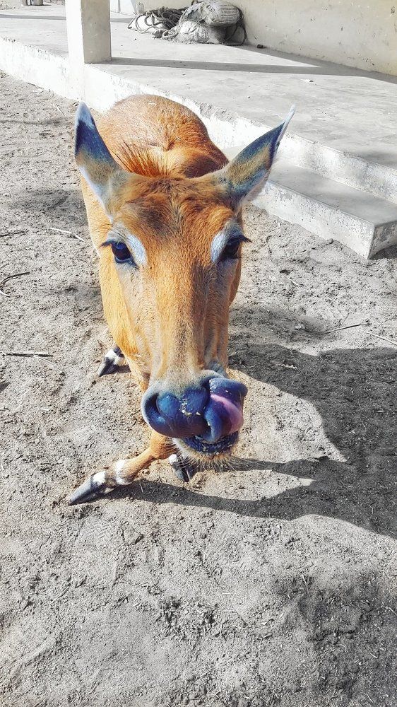 Blue Bull