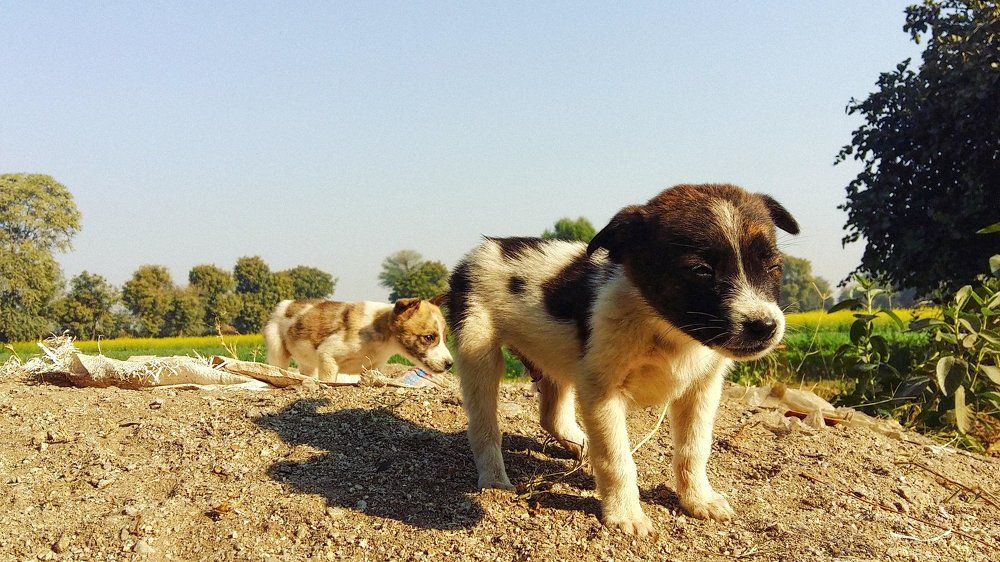 Puppies