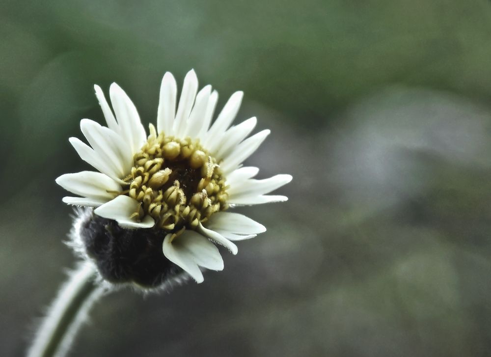 Flor de primavera