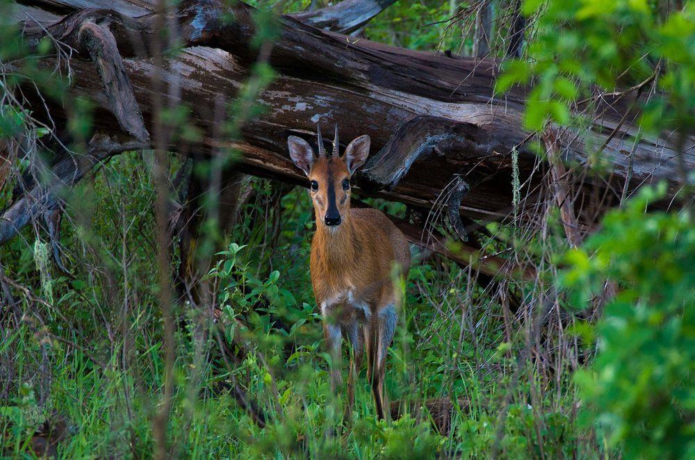 Лесной дукер