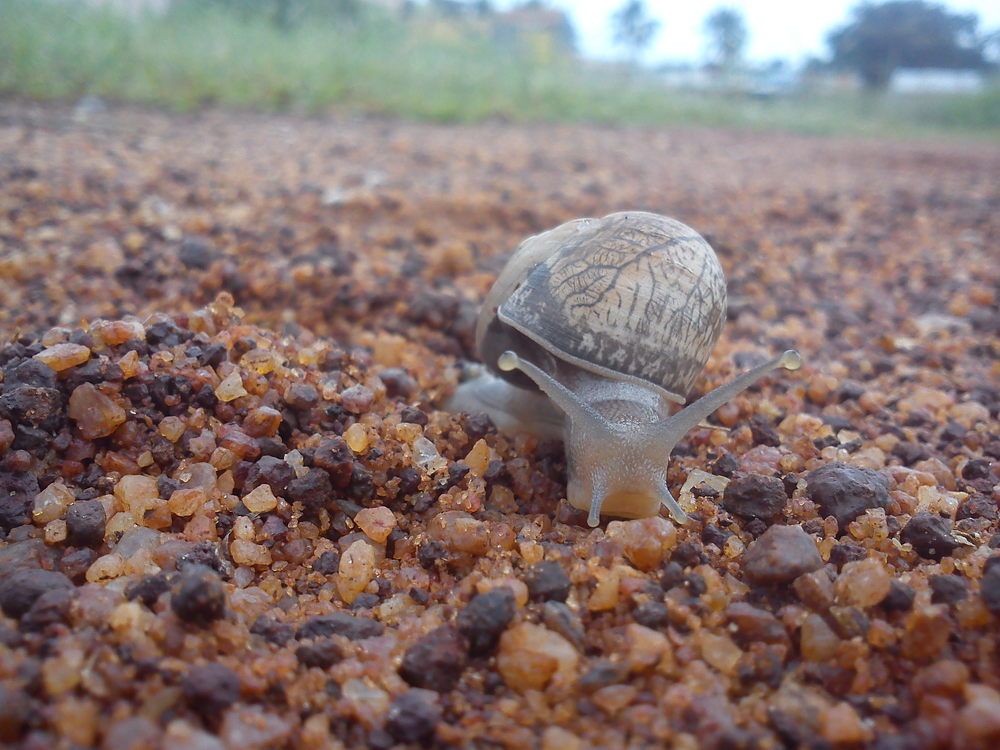 Running with nature - Snail